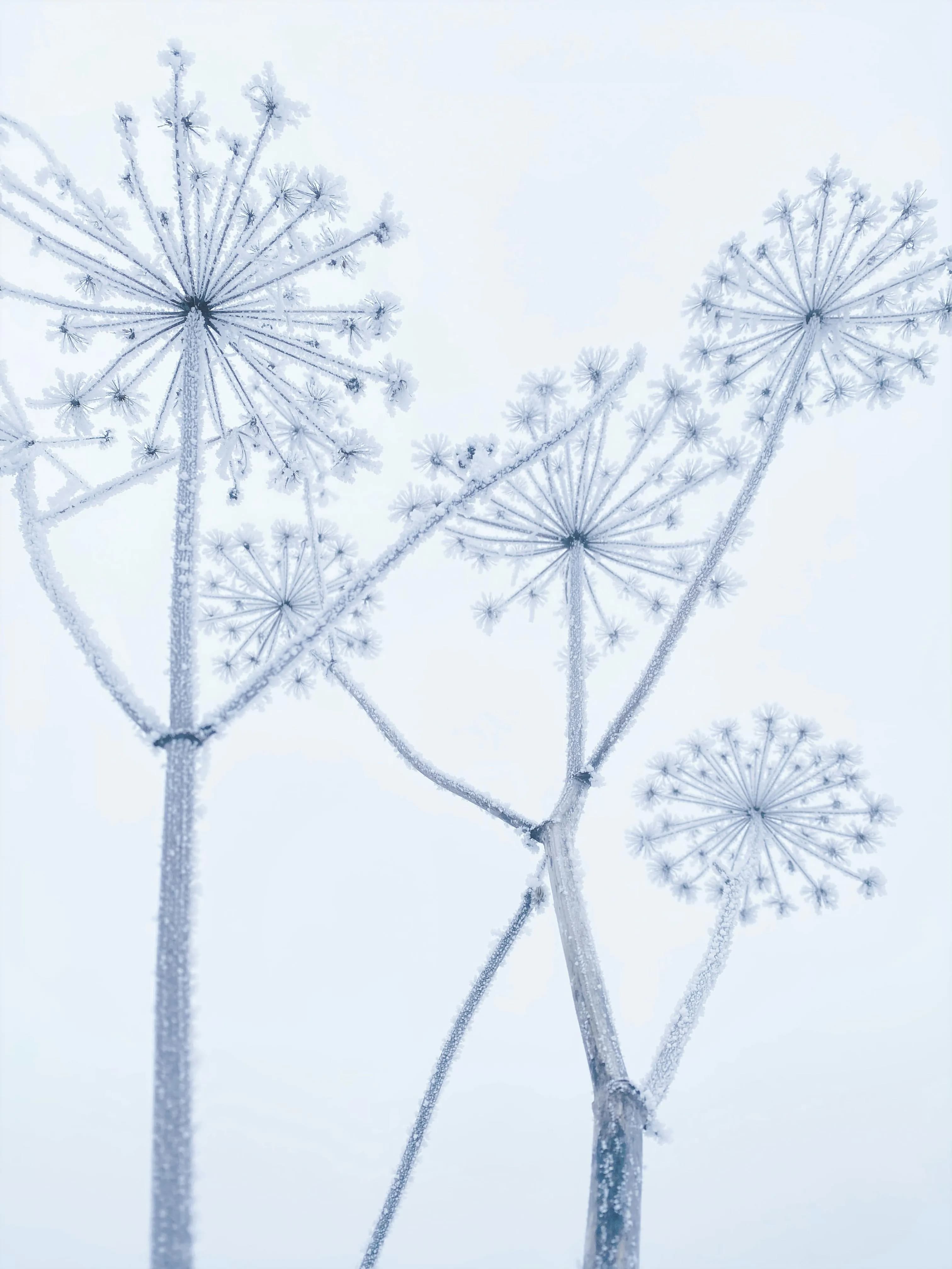 Hemlock blossoms symbolising regulated precision